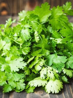 भरपूर पोषक तत्वे असणारी कोंथिबीर, अनेक फायदे - Marathi News | भरपूर पोषक तत्वे असणारी कोंथिबीर, अनेक फायदे | Latest Photos at Lokmat.com