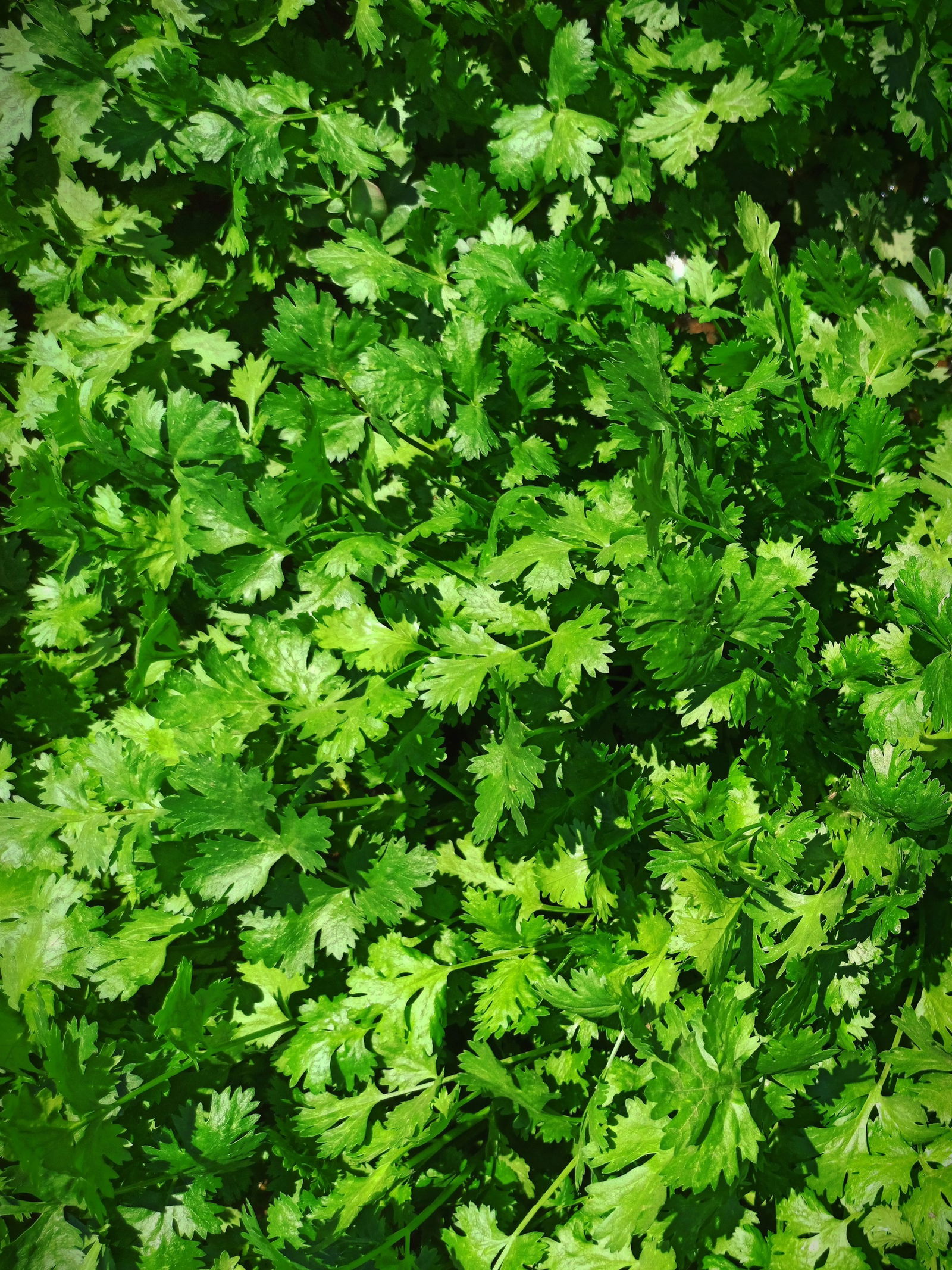 घरच्या घरी 'अशी' उगवा कोथिंबीर! - Marathi News | घरच्या घरी 'अशी' उगवा कोथिंबीर! | Latest Photos at Lokmat.com