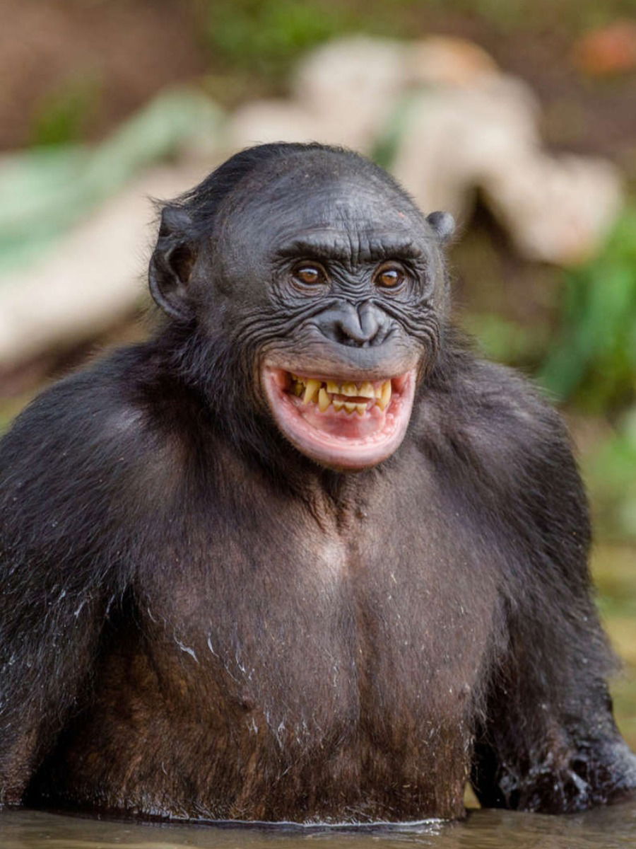 जागतिक हास्यदिनानिमित्त पहा प्राण्यांची हास्य जत्रा - Marathi News | जागतिक हास्यदिनानिमित्त पहा प्राण्यांची हास्य जत्रा | Latest Photos at Lokmat.com