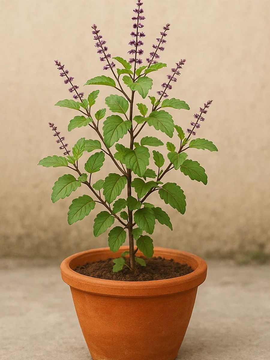 तुळशीचे हे फायदे माहित आहेत का? - Marathi News | तुळशीचे हे फायदे माहित आहेत का? | Latest Photos at Lokmat.com