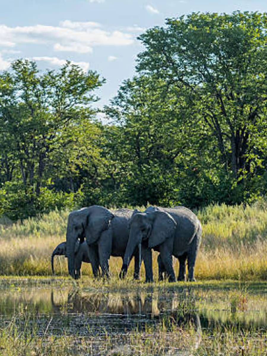 एका वेळी हत्ती किती लिटर पाणी पितात? - Marathi News | एका वेळी हत्ती किती लिटर पाणी पितात? | Latest Photos at Lokmat.com