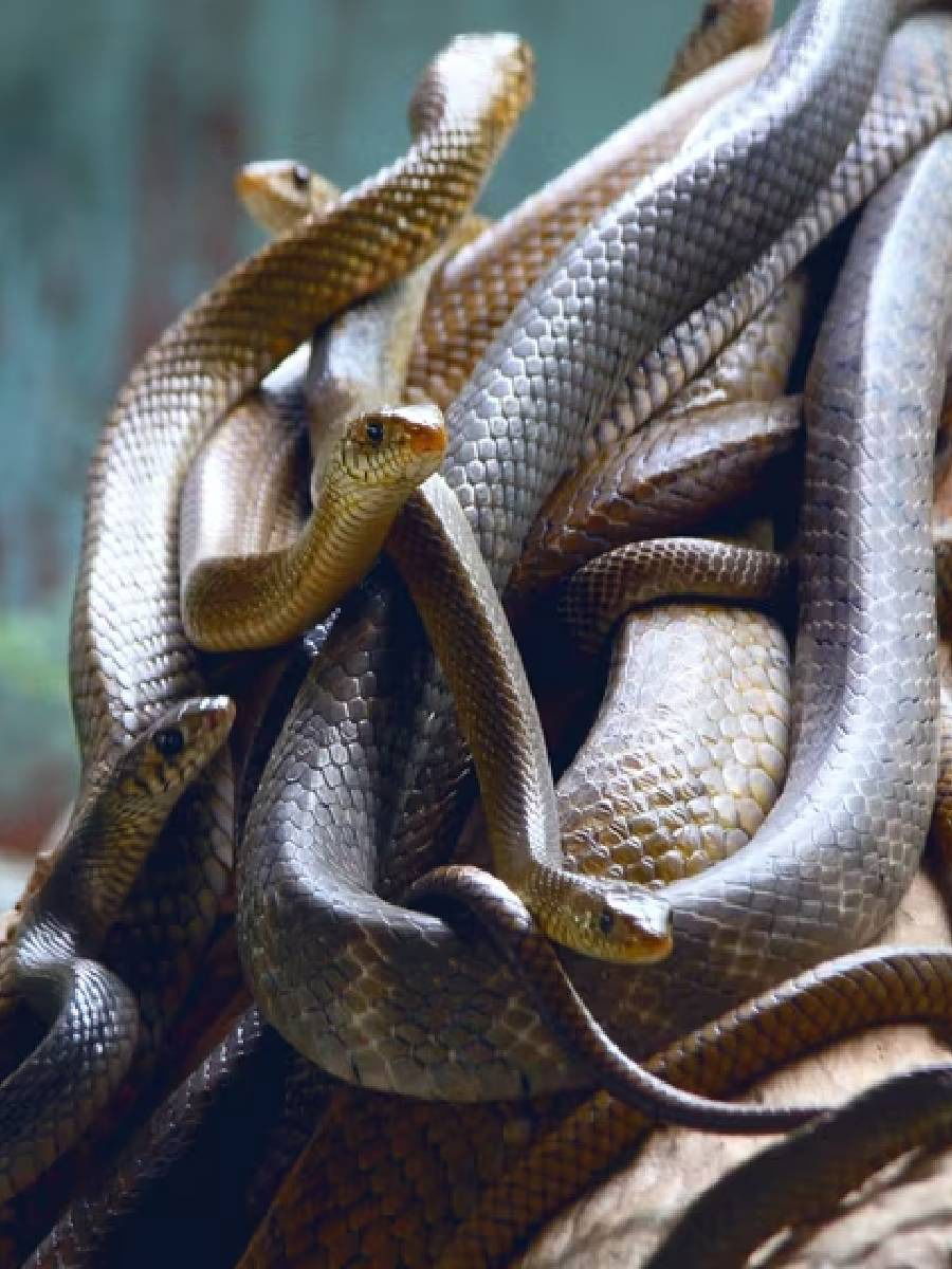 थंड हवामान येताच साप का गायब होतात? - Marathi News | थंड हवामान येताच साप का गायब होतात? | Latest Photos at Lokmat.com