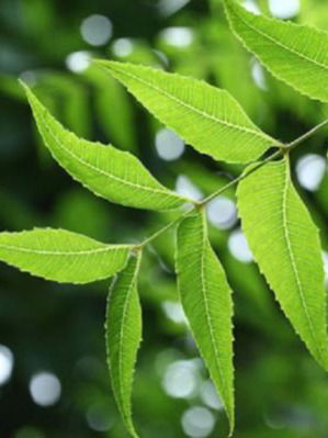 कडुलिंबाच्या पानांचे १० आरोग्यदायी फायदे - Marathi News | कडुलिंबाच्या पानांचे १० आरोग्यदायी फायदे | Latest Photos at Lokmat.com