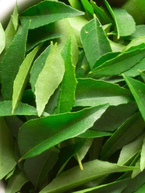 कढीपत्ता; चवीसोबत आरोग्याचा खजिना - Marathi News | कढीपत्ता; चवीसोबत आरोग्याचा खजिना | Latest Photos at Lokmat.com