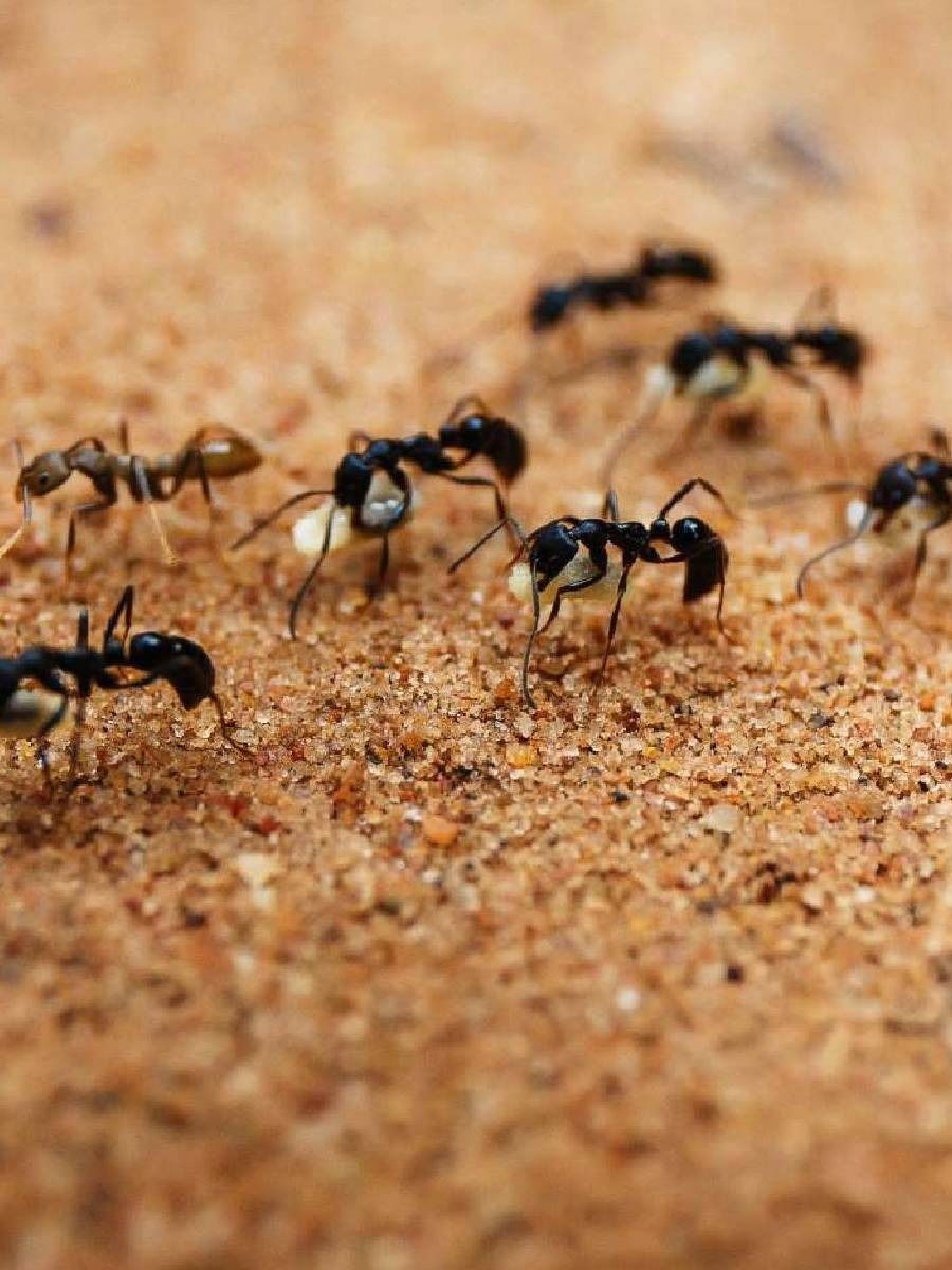 घरात मुंग्या होणे शुभ असते की अशुभ? - Marathi News | घरात मुंग्या होणे शुभ असते की अशुभ? | Latest Photos at Lokmat.com