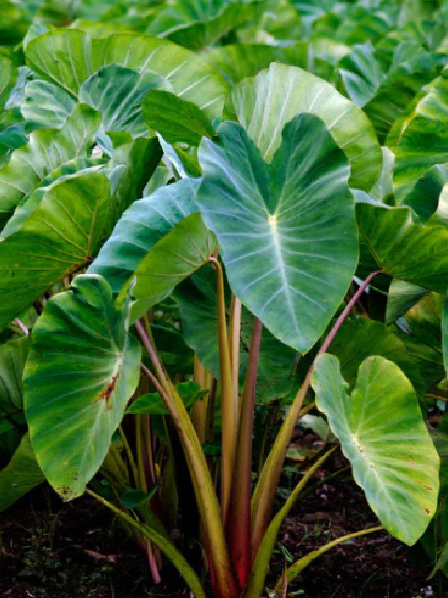 पित्तावर गुणकारी आहे अळूची भाजी, अन्यही आहेत जबरदस्त फायदे - Marathi News | पित्तावर गुणकारी आहे अळूची भाजी, अन्यही आहेत जबरदस्त फायदे | Latest Photos at Lokmat.com