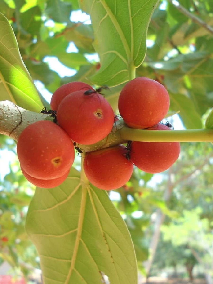 बहुगुणकारी उंबर! किडनी स्टोनची समस्याही होईल दूर - Marathi News | बहुगुणकारी उंबर! किडनी स्टोनची समस्याही होईल दूर | Latest Photos at Lokmat.com