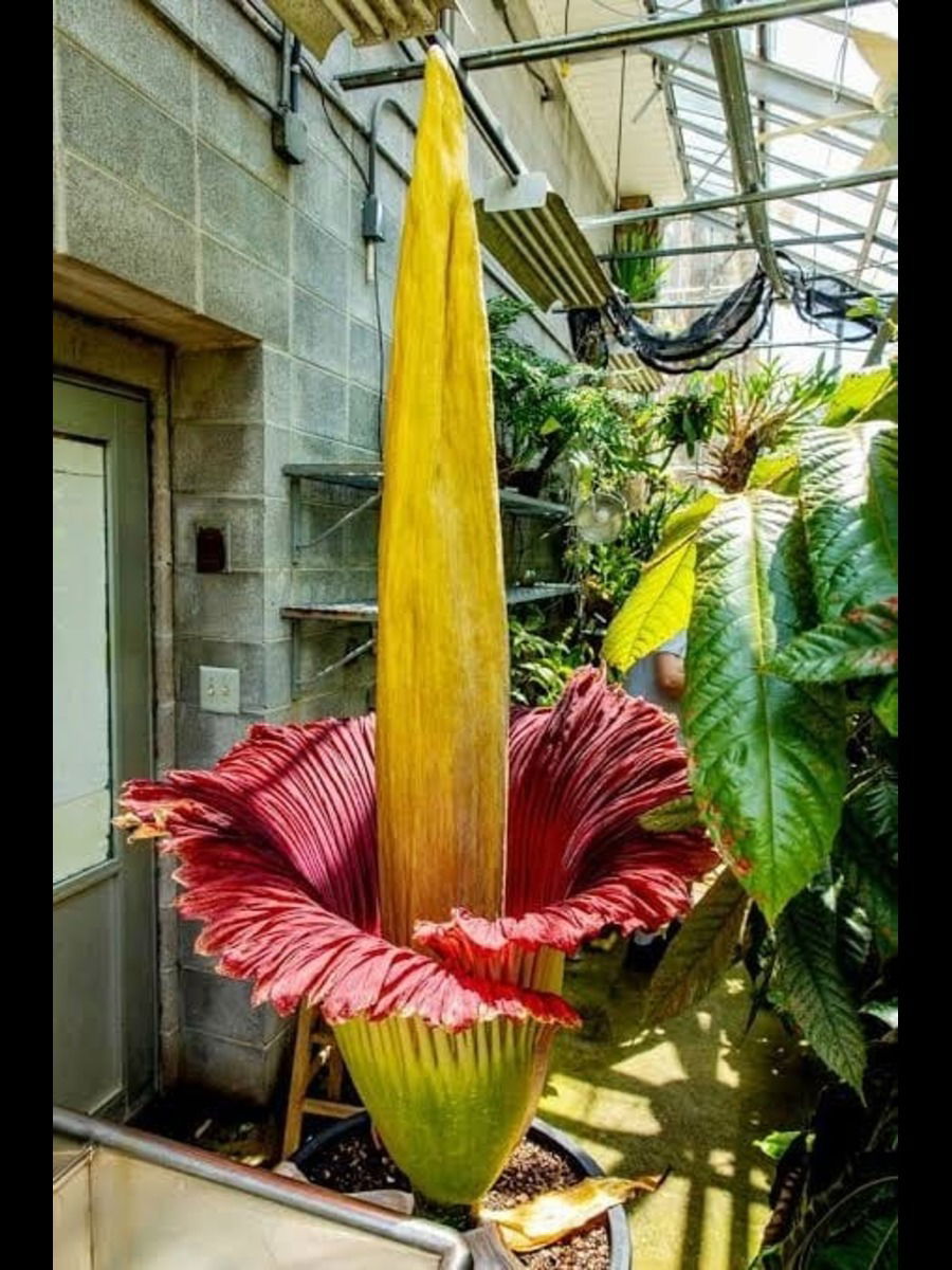 जगातील सगळ्यात जास्त घाण वास येणारं फूल - Marathi News | जगातील सगळ्यात जास्त घाण वास येणारं फूल | Latest Photos at Lokmat.com