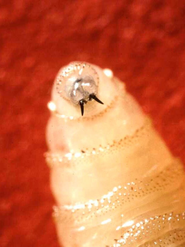 मांस खाणारी आळी... माणसाला कितपत धोका? - Marathi News | मांस खाणारी आळी... माणसाला कितपत धोका? | Latest Photos at Lokmat.com