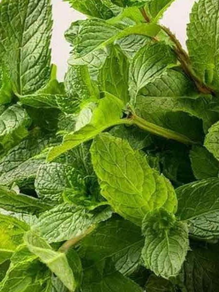 उन्हाळ्यात पुदिना वरदान, पाहा ८ भन्नाट फायदे... - Marathi News | उन्हाळ्यात पुदिना वरदान, पाहा ८ भन्नाट फायदे... | Latest Photos at Lokmat.com उन्हाळ्यात पुदिना वरदान, पाहा ८ भन्नाट फायदे... - Marathi News | उन्हाळ्यात पुदिना वरदान, पाहा ८ भन्नाट फायदे... | Latest Photos at Lokmat.com