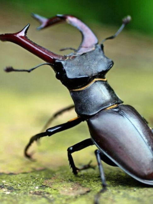 पावसाळ्यात हा किडा घरात आला तर..., किंमत ७५ लाख... - Marathi News | पावसाळ्यात हा किडा घरात आला तर..., किंमत ७५ लाख... | Latest Photos at Lokmat.com