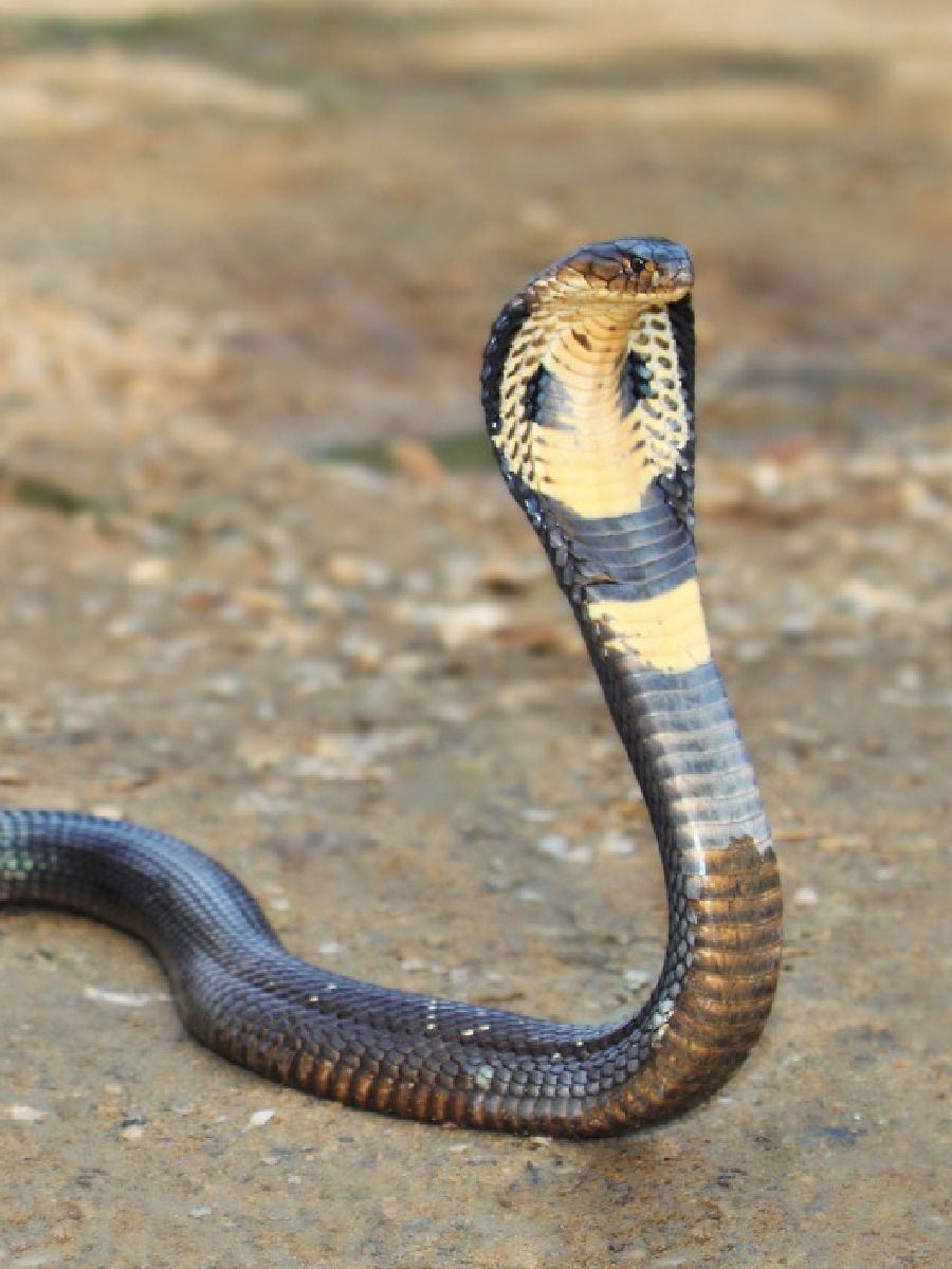 नाग आणि नागीण यांच्यातील फरक कसा ओळखावा? - Marathi News | नाग आणि नागीण यांच्यातील फरक कसा ओळखावा? | Latest Photos at Lokmat.com