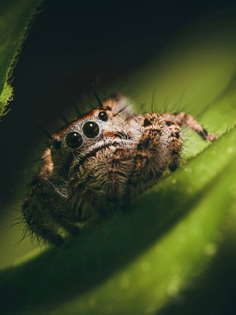 २ पेक्षा जास्त डोळे असलेले ८ प्राणी - Marathi News | २ पेक्षा जास्त डोळे असलेले ८ प्राणी | Latest Photos at Lokmat.com