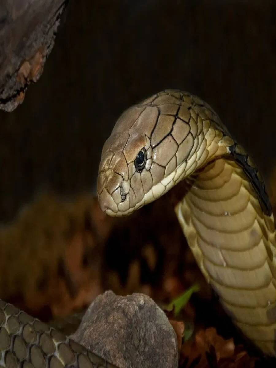 जगातील सर्वात लांब सापाचा व्हिडीओ समोर आला - Marathi News | जगातील सर्वात लांब सापाचा व्हिडीओ समोर आला | Latest Photos at Lokmat.com