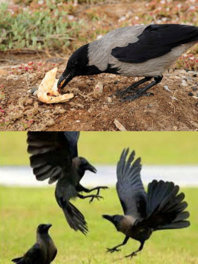 कावळ्याला भाकरी खायला दिल्यानं काय होतं? - Marathi News | कावळ्याला भाकरी खायला दिल्यानं काय होतं? | Latest Photos at Lokmat.com