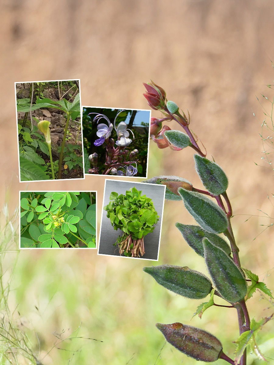 'या' आहेत सर्वगुणसंपन्न पाच रानभाज्या - Marathi News | 'या' आहेत सर्वगुणसंपन्न पाच रानभाज्या | Latest Photos at Lokmat.com