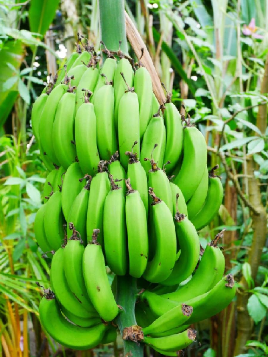 कच्चे केळ खाण्याचे फायदे; जाणून घ्या - Marathi News | कच्चे केळ खाण्याचे फायदे; जाणून घ्या | Latest Photos at Lokmat.com