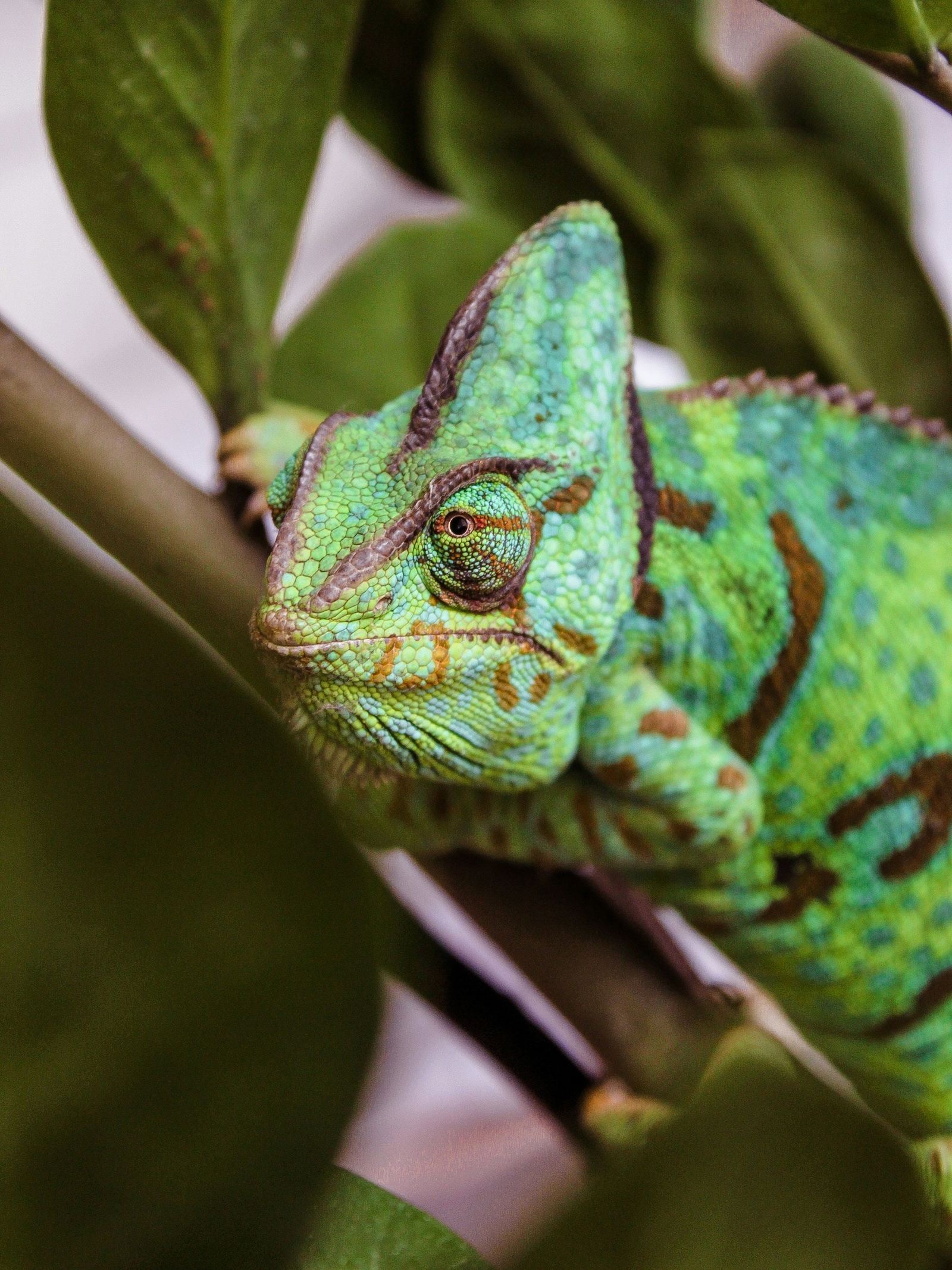 सरडा एका दिवसात किती वेळा रंग बदलतो? - Marathi News | सरडा एका दिवसात किती वेळा रंग बदलतो? | Latest Photos at Lokmat.com