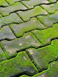 ५ रुपयांत पावसामुळे आलेले शेवाळ हटवा... - Marathi News | ५ रुपयांत पावसामुळे आलेले शेवाळ हटवा... | Latest Photos at Lokmat.com