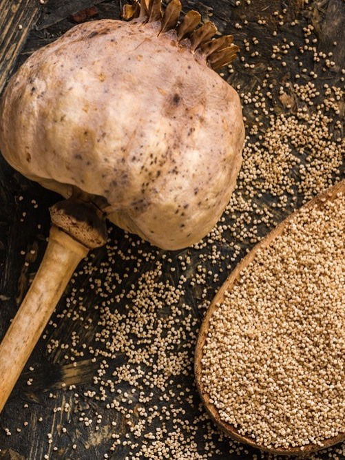 आरोग्यदायी अफीमच्या बिया... अनेक पोषणतत्वांनी भरपूर - Marathi News | आरोग्यदायी अफीमच्या बिया... अनेक पोषणतत्वांनी भरपूर | Latest Photos at Lokmat.com