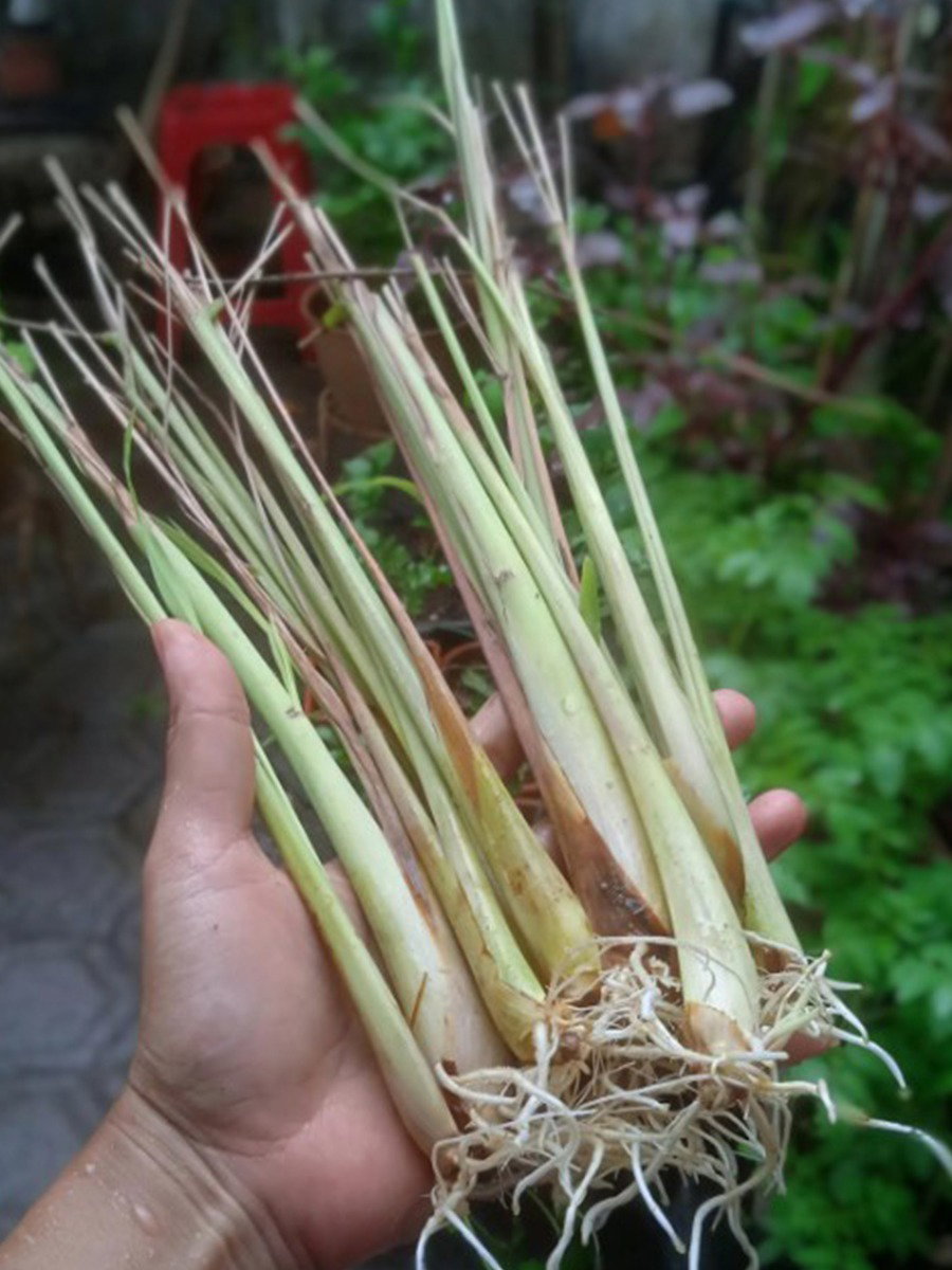 केवळ फांदी लावूनही सहज उगवणाऱ्या वनस्पती