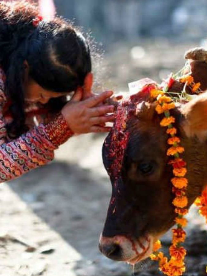 गायीला शिळे अथवा उष्टे अन्न का देऊ नये? काय होतं? जाणून घ्या... - Marathi News | गायीला शिळे अथवा उष्टे अन्न का देऊ नये? काय होतं? जाणून घ्या... | Latest Photos at Lokmat.com