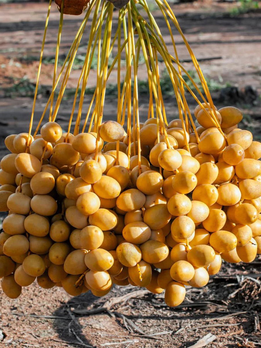 ओले खजूर का खावेत? - Marathi News | ओले खजूर का खावेत? | Latest Photos at Lokmat.com