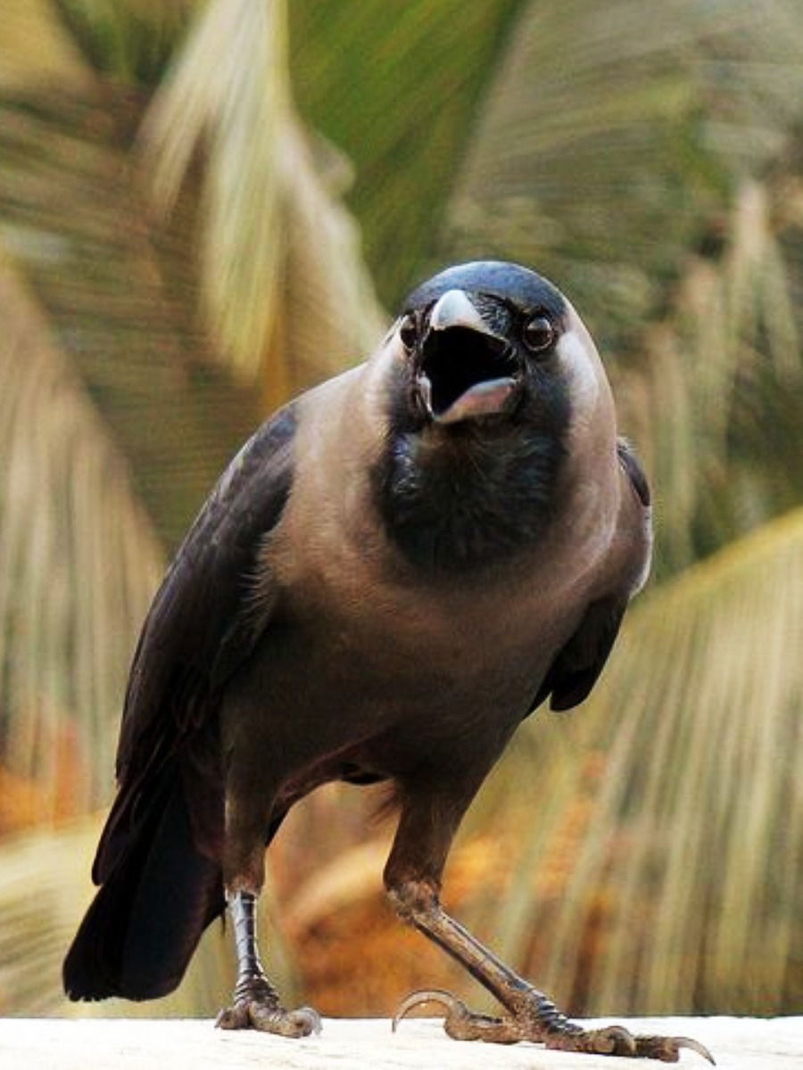 पितृपक्षात कावळा देतो 'हे' शुभ संकेत - Marathi News | पितृपक्षात कावळा देतो 'हे' शुभ संकेत | Latest Photos at Lokmat.com