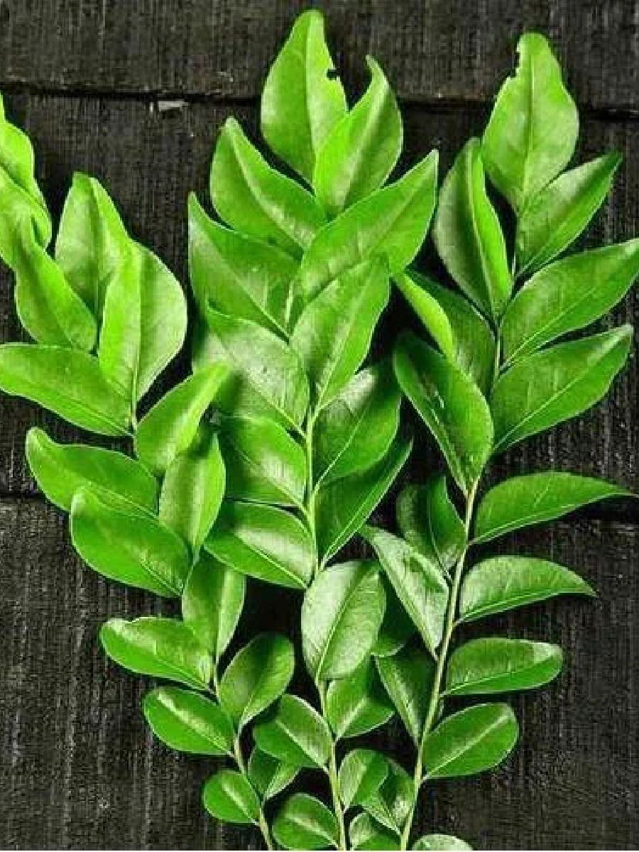 पदार्थाची चव वाढवणारा कढीपत्ता आहे गुणकारी! - Marathi News | पदार्थाची चव वाढवणारा कढीपत्ता आहे गुणकारी! | Latest Photos at Lokmat.com