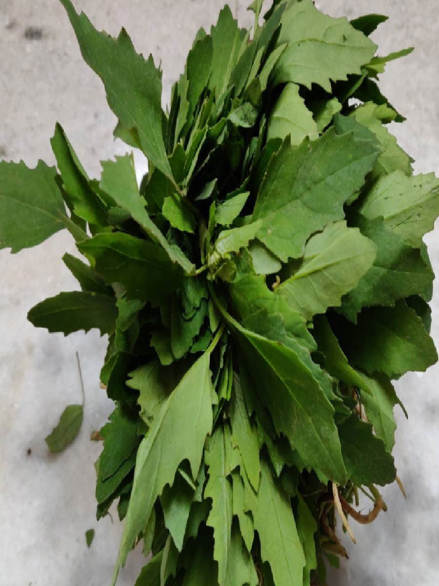 हिवाळ्यासाठी बथुआ खास पदार्थ - Marathi News | हिवाळ्यासाठी बथुआ खास पदार्थ | Latest Photos at Lokmat.com