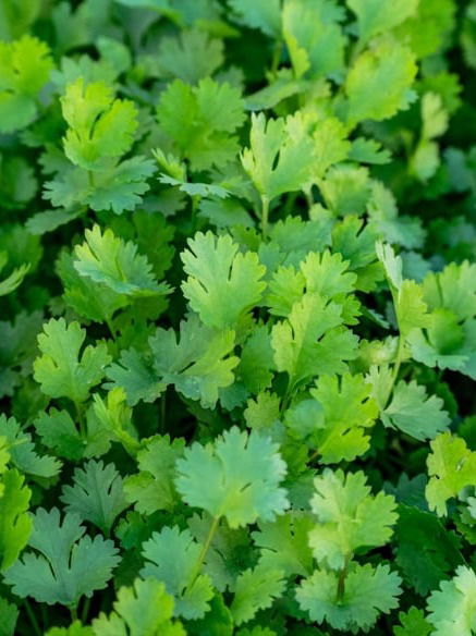 कोथिंबीरचे 'हे' गुण ९९% लोकांना माहीत नाहीत! - Marathi News | कोथिंबीरचे 'हे' गुण ९९% लोकांना माहीत नाहीत! | Latest Photos at Lokmat.com