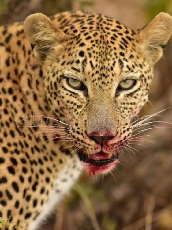 बिबटे/वाघ माणसांवर हल्ले का करतात? - Marathi News | बिबटे/वाघ माणसांवर हल्ले का करतात? | Latest Photos at Lokmat.com