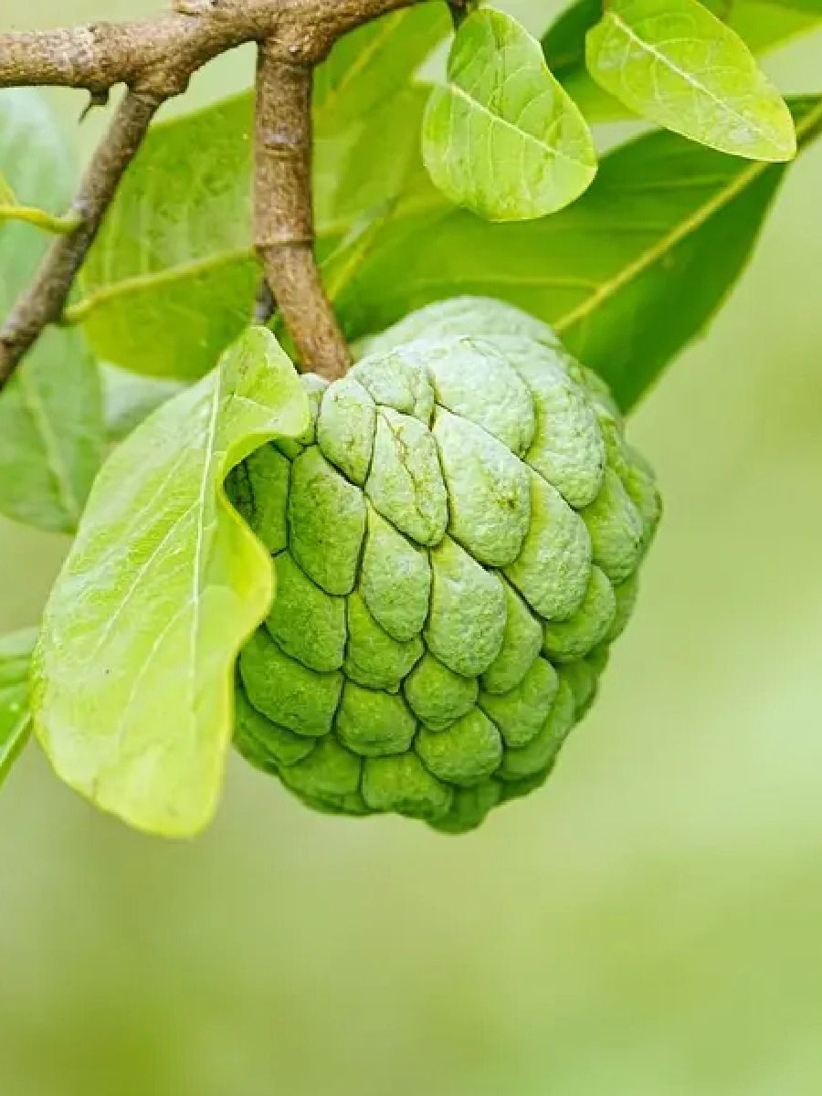 पचनक्रियेच्या तक्रारी असतील तर खा सीताफळ - Marathi News | पचनक्रियेच्या तक्रारी असतील तर खा सीताफळ | Latest Photos at Lokmat.com