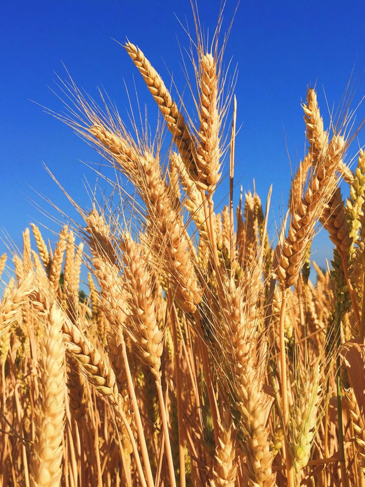 'गहू' भारतीय नाही, मग कुठून आला? - Marathi News | 'गहू' भारतीय नाही, मग कुठून आला? | Latest Photos at Lokmat.com