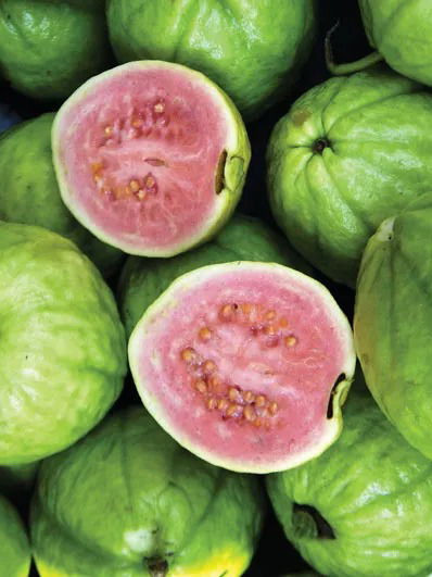 पेरू खा! आजारांना गुड बाय करा, १० मुख्य फायदे - Marathi News | पेरू खा! आजारांना गुड बाय करा, १० मुख्य फायदे | Latest Photos at Lokmat.com