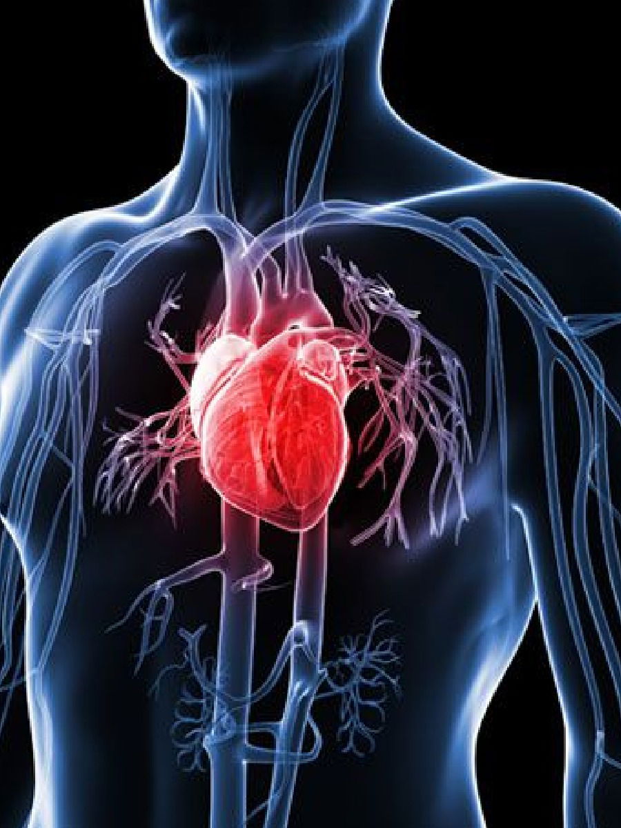 आयुष्यभरात हृदय किती वेळा धडधडतं? - Marathi News | आयुष्यभरात हृदय किती वेळा धडधडतं? | Latest Photos at Lokmat.com