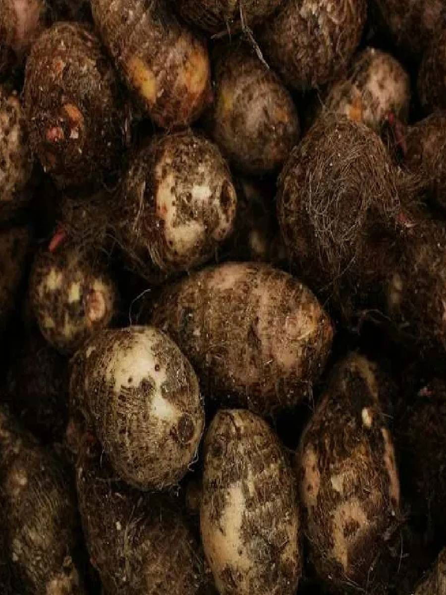 'अरबी' भाजीला इंग्रजीत काय म्हणतात? ९९% लोकांना माहित नाही - Marathi News | 'अरबी' भाजीला इंग्रजीत काय म्हणतात? ९९% लोकांना माहित नाही | Latest Photos at Lokmat.com