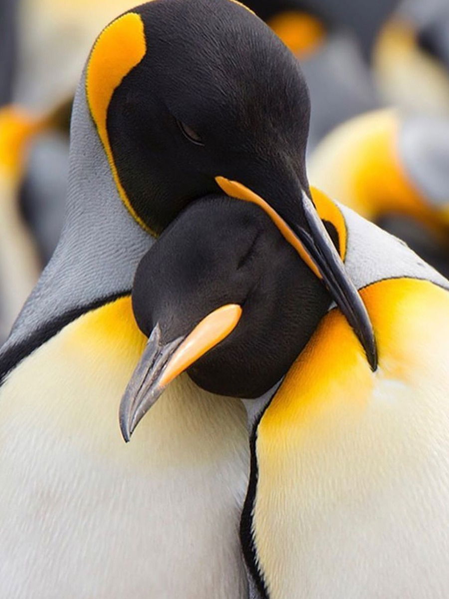 पेग्विंन दगड देऊन करताे प्रपाेज! - Marathi News | पेग्विंन दगड देऊन करताे प्रपाेज! | Latest Photos at Lokmat.com