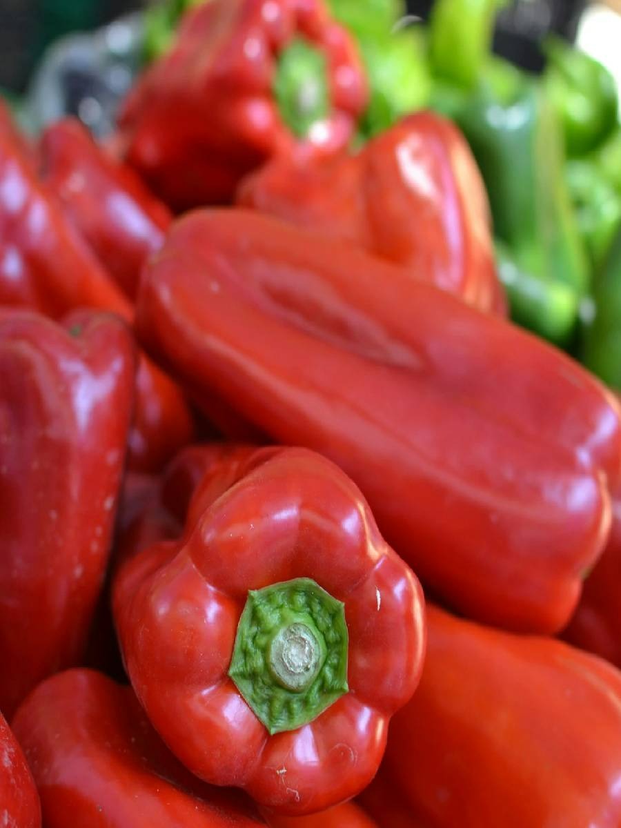 लाल शिमला मिरची खाण्याचे शरीराला काय फायदे आहेत? - Marathi News | लाल शिमला मिरची खाण्याचे शरीराला काय फायदे आहेत? | Latest Photos at Lokmat.com