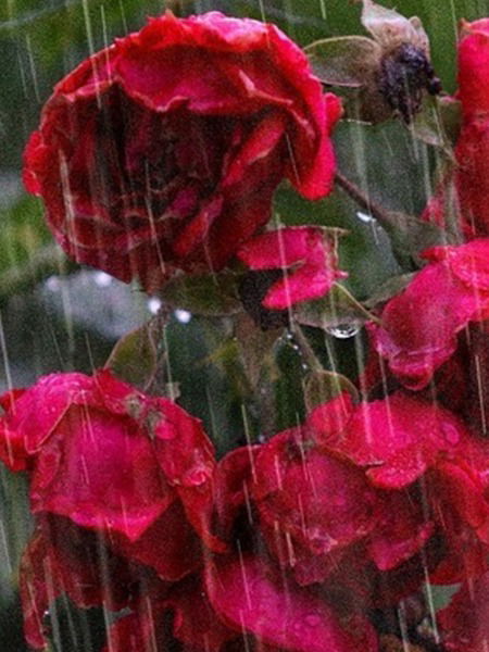 बारिश के फूल! पावसाळ्यात फुलणारी ६ सुगंधी फुल - Marathi News | बारिश के फूल! पावसाळ्यात फुलणारी ६ सुगंधी फुल | Latest Photos at Lokmat.com बारिश के फूल! पावसाळ्यात फुलणारी ६ सुगंधी फुल - Marathi News | बारिश के फूल! पावसाळ्यात फुलणारी ६ सुगंधी फुल | Latest Photos at Lokmat.com