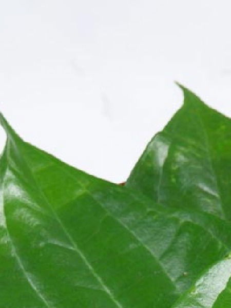 रक्तशुद्धीसाठी खा विड्याचं पान, पहा भन्नाट फायदे - Marathi News | रक्तशुद्धीसाठी खा विड्याचं पान, पहा भन्नाट फायदे | Latest Photos at Lokmat.com