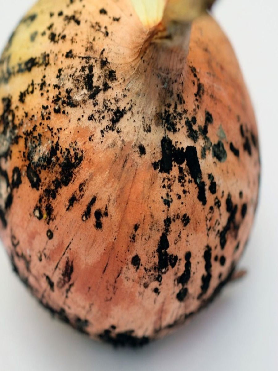 काळे डाग पडलेले कांदे खाताय? आजच व्हा सावध - Marathi News | काळे डाग पडलेले कांदे खाताय? आजच व्हा सावध | Latest Photos at Lokmat.com