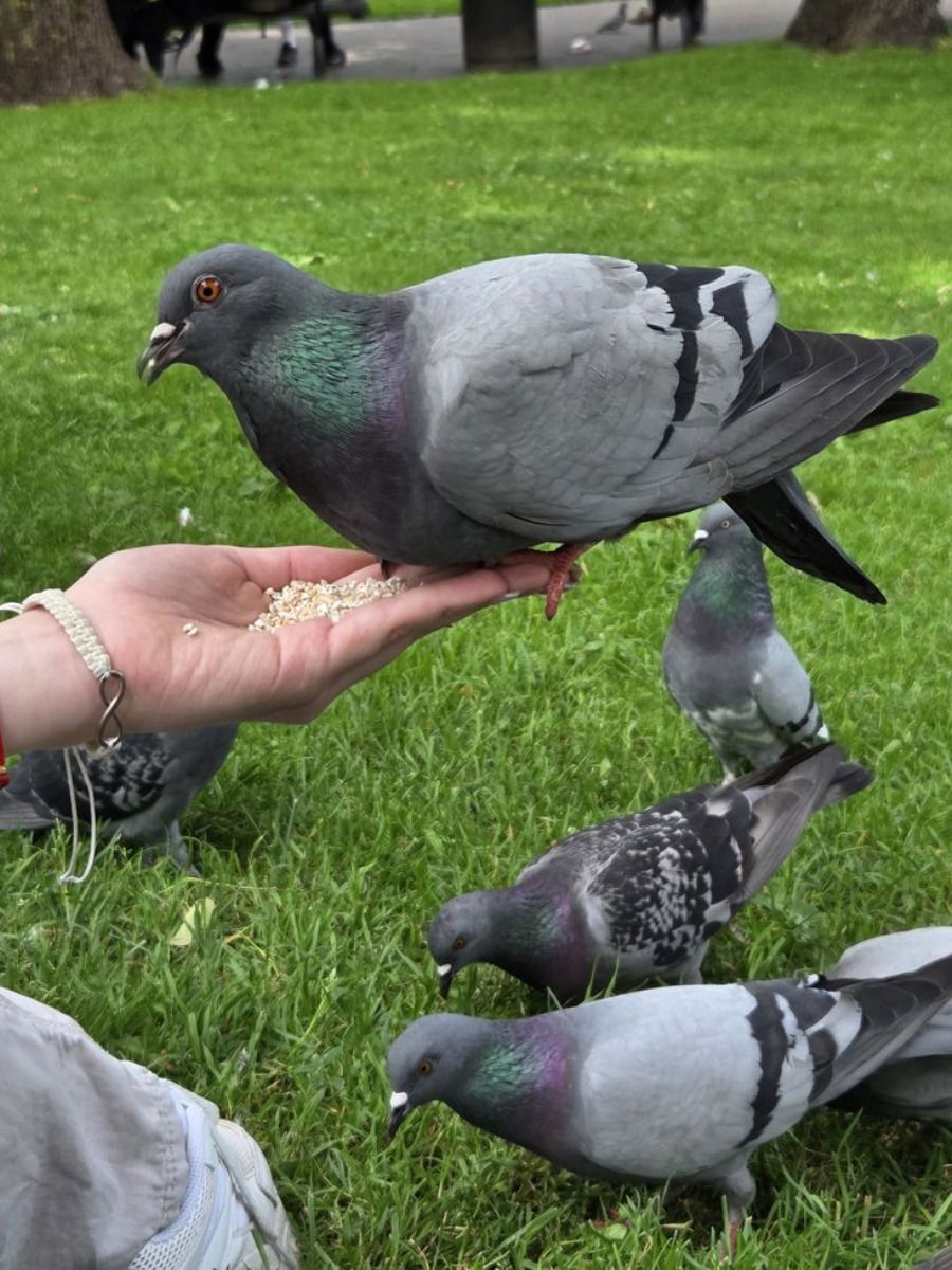 कबुतरांना धान्य देऊन काय पुण्य मिळते? - Marathi News | कबुतरांना धान्य देऊन काय पुण्य मिळते? | Latest Photos at Lokmat.com