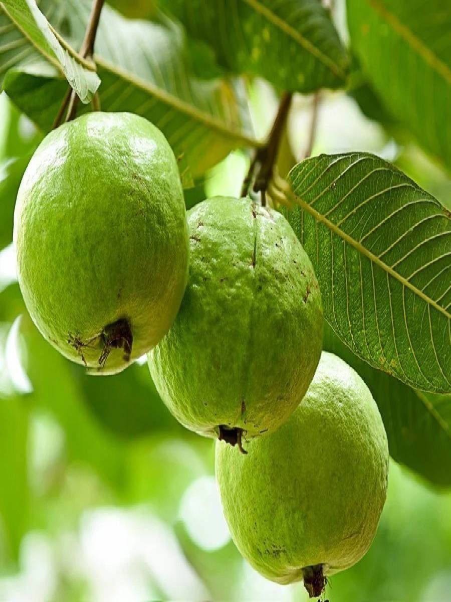 हिवाळ्यात पेरू खाणे योग्य आहे का? जाणून घ्या त्याचे आरोग्यदायी फायदे - Marathi News | हिवाळ्यात पेरू खाणे योग्य आहे का? जाणून घ्या त्याचे आरोग्यदायी फायदे | Latest Photos at Lokmat.com