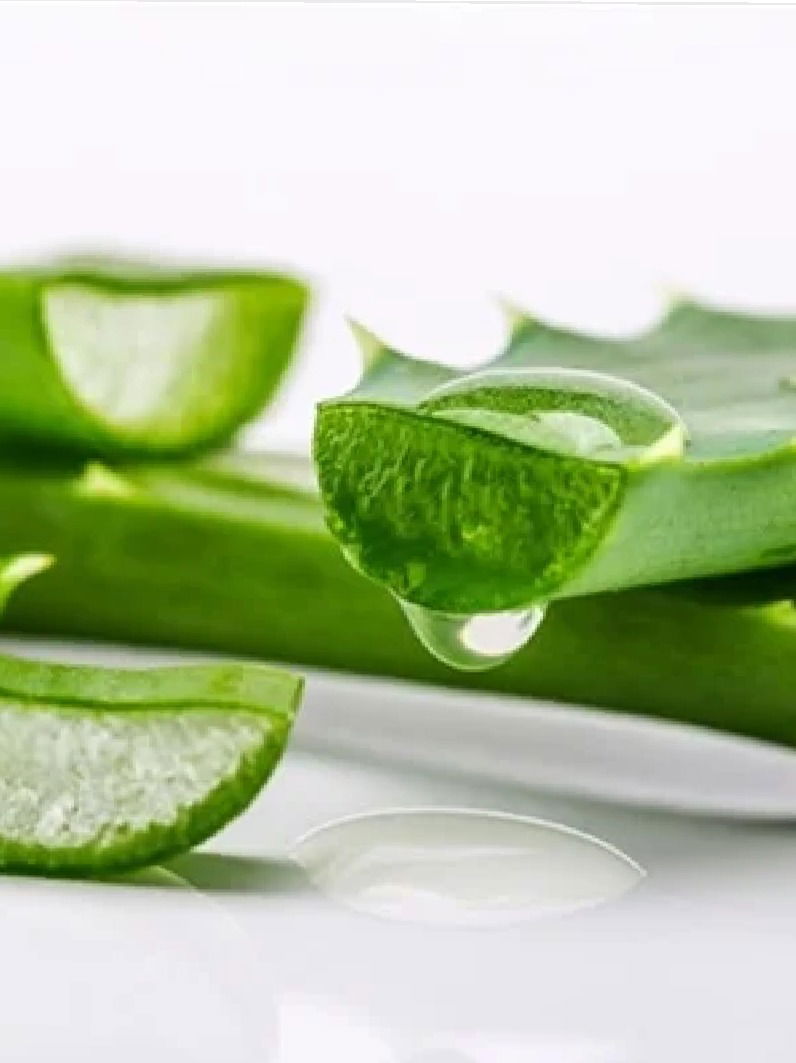 कोरफडीच्या रसाचे अगणित फायदे, सर्दी-खोकलाही होईल दूर - Marathi News | कोरफडीच्या रसाचे अगणित फायदे, सर्दी-खोकलाही होईल दूर | Latest Photos at Lokmat.com