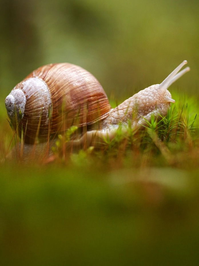 गोगलगाय काय खात असेल बरं? जाणून घ्या, तिच्या खाद्यविषयी - Marathi News | गोगलगाय काय खात असेल बरं? जाणून घ्या, तिच्या खाद्यविषयी | Latest Photos at Lokmat.com