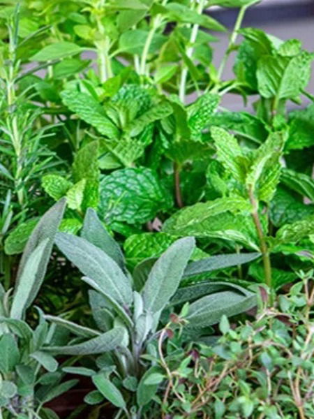 स्वयंपाकघराच्या खिडकीतही वाढतात ही ६ रोपं - Marathi News | स्वयंपाकघराच्या खिडकीतही वाढतात ही ६ रोपं | Latest Photos at Lokmat.com स्वयंपाकघराच्या खिडकीतही वाढतात ही ६ रोपं - Marathi News | स्वयंपाकघराच्या खिडकीतही वाढतात ही ६ रोपं | Latest Photos at Lokmat.com