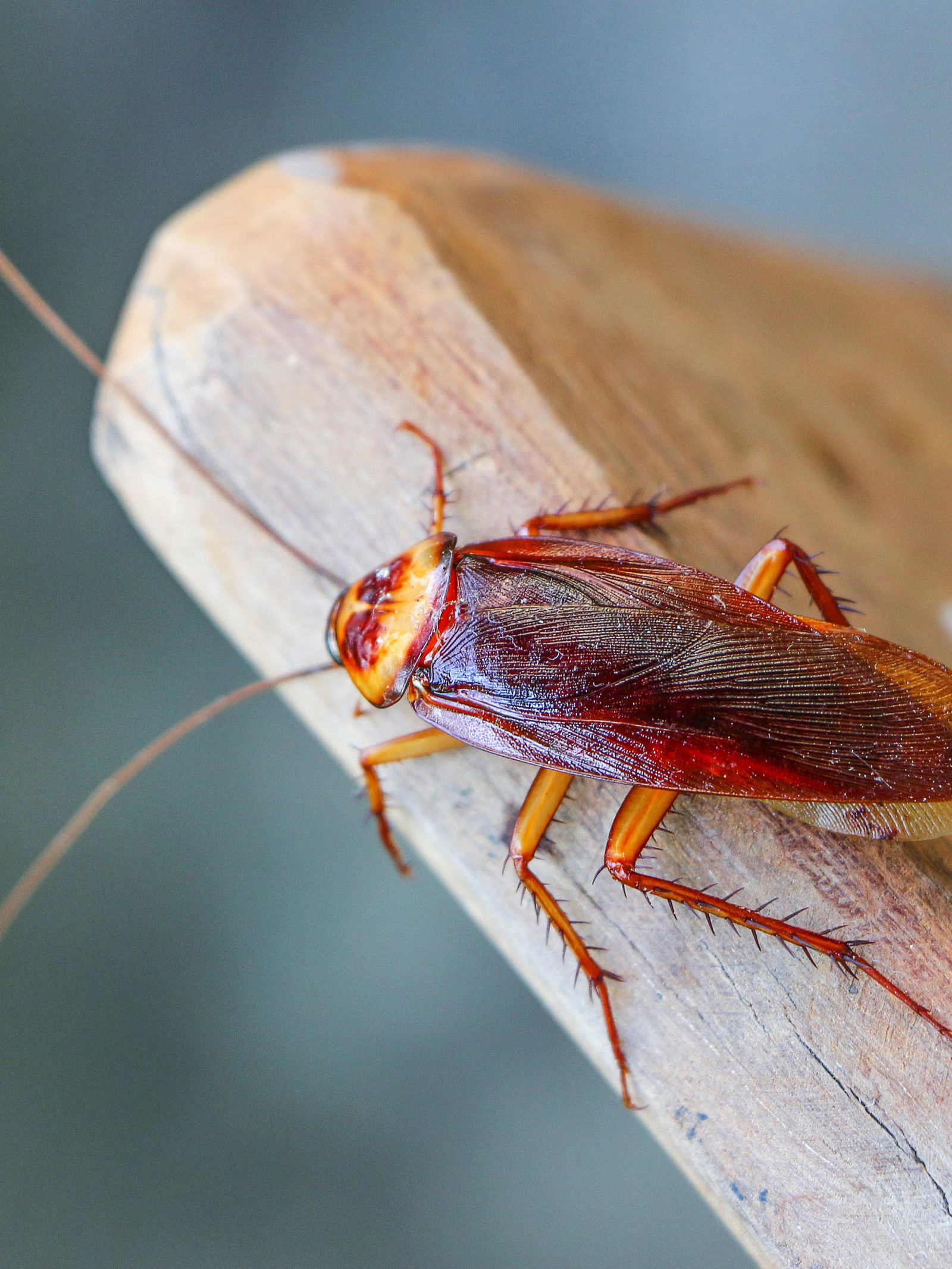 घरातील झुरळं पळवण्यासाठी सोप्या टिप्स! - Marathi News | घरातील झुरळं पळवण्यासाठी सोप्या टिप्स! | Latest Photos at Lokmat.com