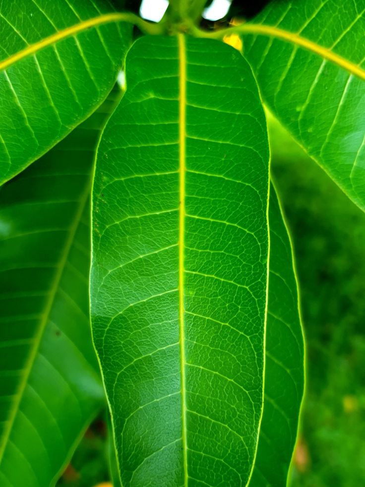 औषधी आंब्याच्या पानांचे हे फायदे माहिती आहेत का? - Marathi News | औषधी आंब्याच्या पानांचे हे फायदे माहिती आहेत का? | Latest Photos at Lokmat.com