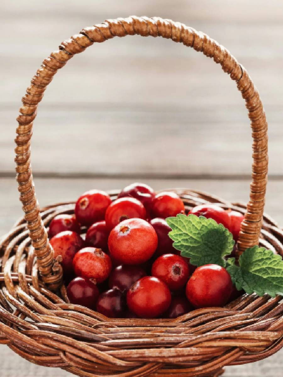 क्रॅनबेरी खाण्याचे जबरदस्त फायदे - Marathi News | क्रॅनबेरी खाण्याचे जबरदस्त फायदे | Latest Photos at Lokmat.com